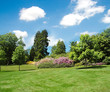 Trees and lawn on a bright summer day