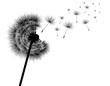 pusteblumen silhouette