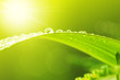 Green leaf with dews in morning