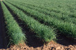 Rows of Green Onions Rows of Green Onions