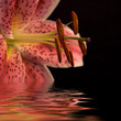 Quadro Pink lily with copy space over black
