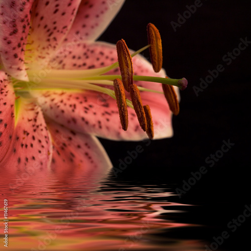 Pink lily with copy space over black Pink lily with copy space over black