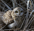 Short Eared Owl