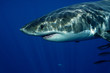 Great White Shark