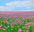 Pink poppies