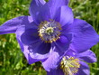 blue colour