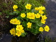 mountain flower
