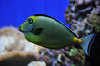 naso tang