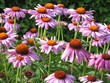 Blumen