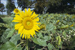 Sonnenblumenfeld in der Naehe von Seelow Sonnenblumenfeld in der Naehe von Seelow