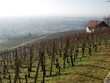 Maison perdue dans le vignoble Maison perdue dans le vignoble