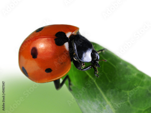 Foto: Seven-spot ladybird Seven-spot ladybird