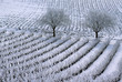 Manteau blanc