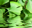 Foto: ginkoblätter ginkoblätter