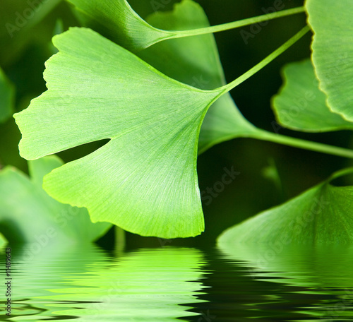 Foto: ginkgoblatt ginkgoblatt