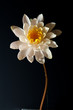Seerose
