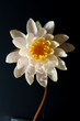 Seerose