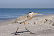 The greater blue heron important walks
