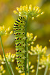 Old World Swallowtail caterpillar