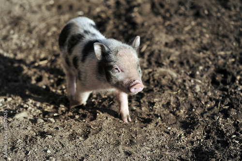 Photo: Ferkel Ferkel