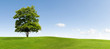 Maple tree
