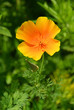 Kalifornischer Mohn - California poppy 14