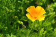 Kalifornischer Mohn - California poppy 16