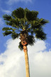Washingtonia filifera