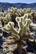 Cholla Cactus Garden