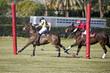 Polo at the Goal