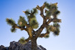 Joshua Tree Sunburst