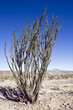 Ocotillo