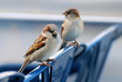 Haussperling - Close-Up