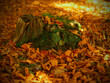 autumn forest