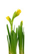 Daffodil on white background
