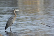 Blue Heron on the Mississippi