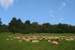 Sheep Sheep