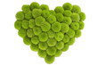 chrysanthemum in love shape chrysanthemum in love shape