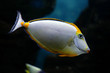 Tropical fish Naso elegans