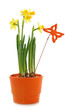 Daffodil in pot on white background