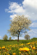 Foto: cherry-tree and dandelions cherry-tree and dandelions