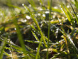 Tautropfen im Gras Tautropfen im Gras