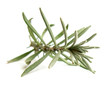 Rosemary leaves
