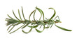 Rosemary fresh branch