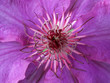 Clematis Clematis