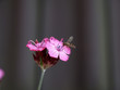 Blume mit Stehwespe Blume mit Stehwespe