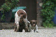 le chiot epagneul breton et le derrière de sa maman le chiot epagneul breton et le derrière de sa maman