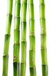 bamboo 9
