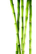 bamboo 10
