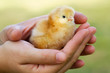 Adorable chick protected by hands Adorable chick protected by hands